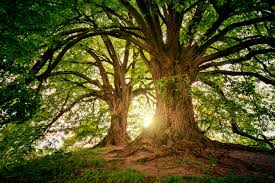 Many tress in a forest